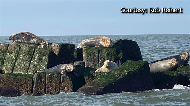Winter is Peak Rescue Season for Seals, Sea Turtles